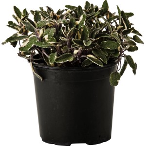Salvia variegata (t.b.t.) in vaso nero, pianta aromatica per cucina e giardino.