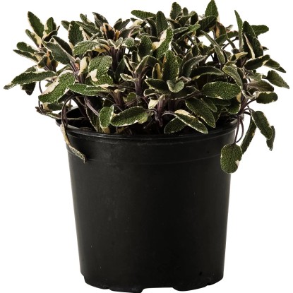 Pianta di Salvia Tricolor 14 cm