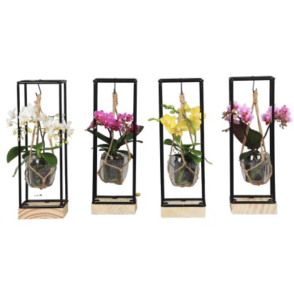 Phalaenopsis 2 rami mix frame Trésor Ø cm 7