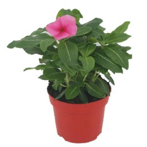 Pianta primaverile t.b.t. con fiore rosa in vaso.