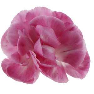 Primo piano di un fiore rosa-viola di garofano dei poeti OBI Doublelicious Macy.