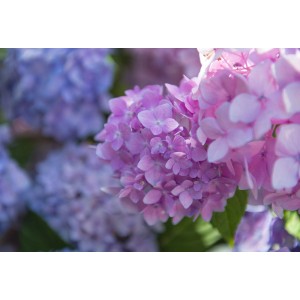 Primo piano di un'ortensia rosa-viola della categoria Ulteriori ortensie.