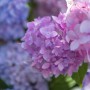Primo piano di un'ortensia rosa-viola della categoria Ulteriori ortensie.