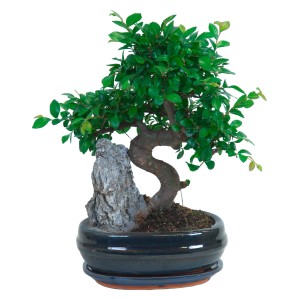 Bonsai da interno con foglie verdi e pietra decorativa in vaso di ceramica scura, vaso di circa 21 cm.
