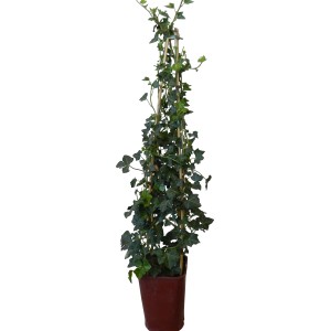 Edera comune (edera) in vaso, rampicante su traliccio.