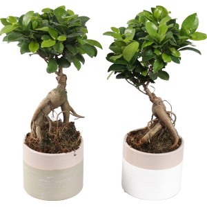 Due alberi Bonsai t.b.t. in vaso con foglie verdi.
