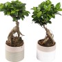 Due alberi Bonsai t.b.t. in vaso con foglie verdi.