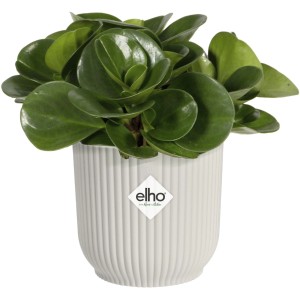 Vaso per fiori Elho Mini Vibes, Ø 7 cm, bianco seta, con pianta.
