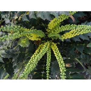 Mahonia in fiore come pianta da siepe con boccioli gialli e foglie verdi.