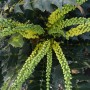 Mahonia in fiore come pianta da siepe con boccioli gialli e foglie verdi.