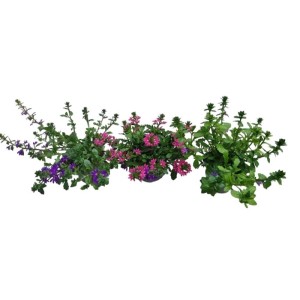 Pianta Scaevola aemula in vaso Ø 14 cm