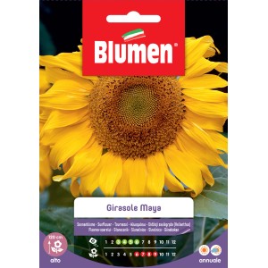 Confezione di semi di fiori con girasoli della varietà 'Girasole Maya'.