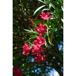 Arbusto in fiore con fiori rossi e foglie verdi.