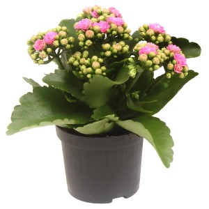 Calancola Rosalina Rosa in vaso, una pianta d'appartamento Kalanchoe con fiori rosa.