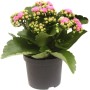 Calancola Rosalina Rosa in vaso, una pianta d'appartamento Kalanchoe con fiori rosa.