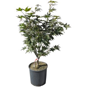 Acero giapponese Bloodgood in vaso, alto circa 60 cm, con foglie rosso-marrone scuro.