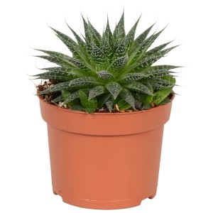 Aloe Aristata Magic in vaso, una succulenta decorativa e facile da curare con foglie appuntite.