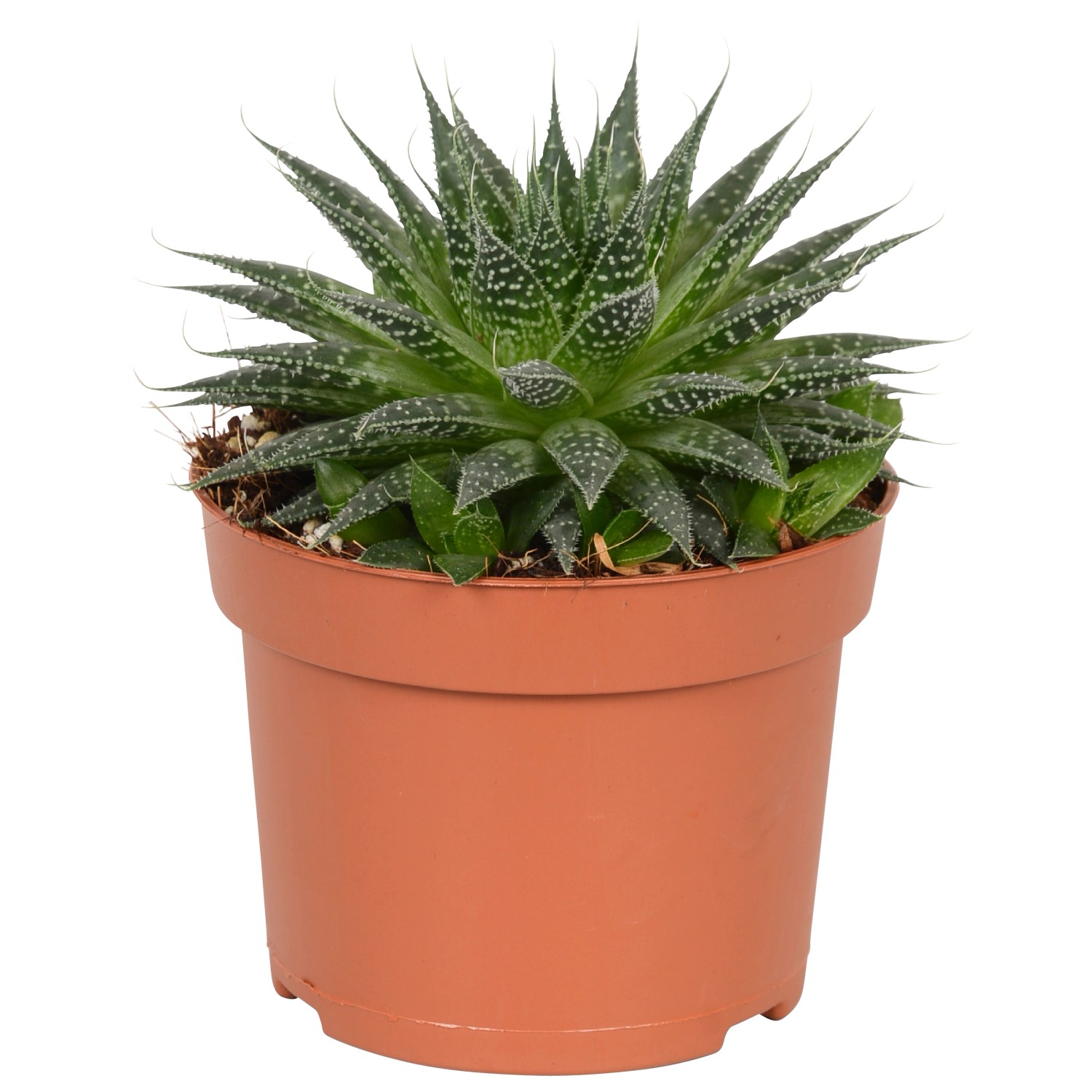aloe vera gel direkt auf die haut Aloe Vera Gel 1 x 200 ml main image 0