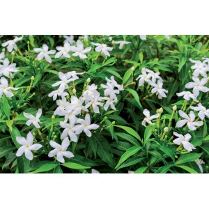 t.b.t. pianta rampicante con fiori bianchi e foglie verdi.