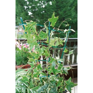 Griglia per fiori dritta in plastica verde (30 cm) con edera in vaso.