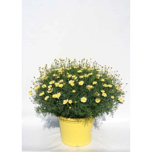 Margherite gialle in vaso, ideali per occasioni speciali.