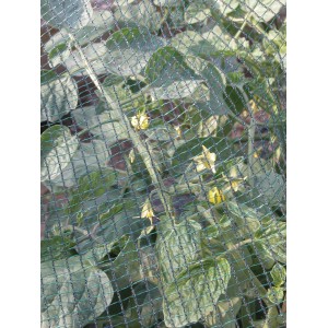 Rete protettiva verde (t.b.t.) su piante in giardino. Ideale come protezione dai parassiti.