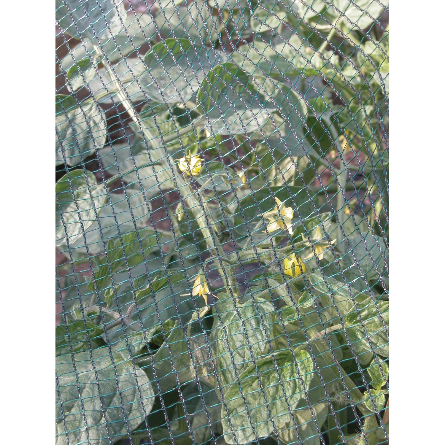 Rete protettiva verde (t.b.t.) su piante in giardino. Ideale come protezione dai parassiti.