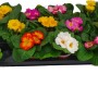 Primule miste in vaso, vari colori. Fiori primaverili per aiuole e balconi.
