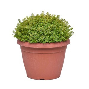 Timo citriodora aurea vaso ø 25 cm