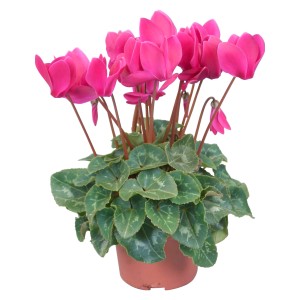 Ciclamino Midi lilla in vaso marrone, pianta d'appartamento con fiori rosa.