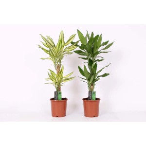 Due piante di Dracena in vasi marroni, una con foglie giallo-verdi, l'altra con foglie verdi.
