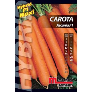 Confezione di semi di carota Ascania F1, sementi per l'orto.