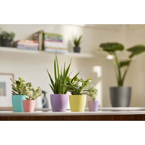 Cinque vasi colorati t.b.t. con piante su una mensola.