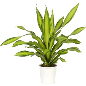 Dracena Burley (Dracaena fragrans) in vaso, ca. 24 cm Ø, con foglie decorative a strisce verdi e gialle.