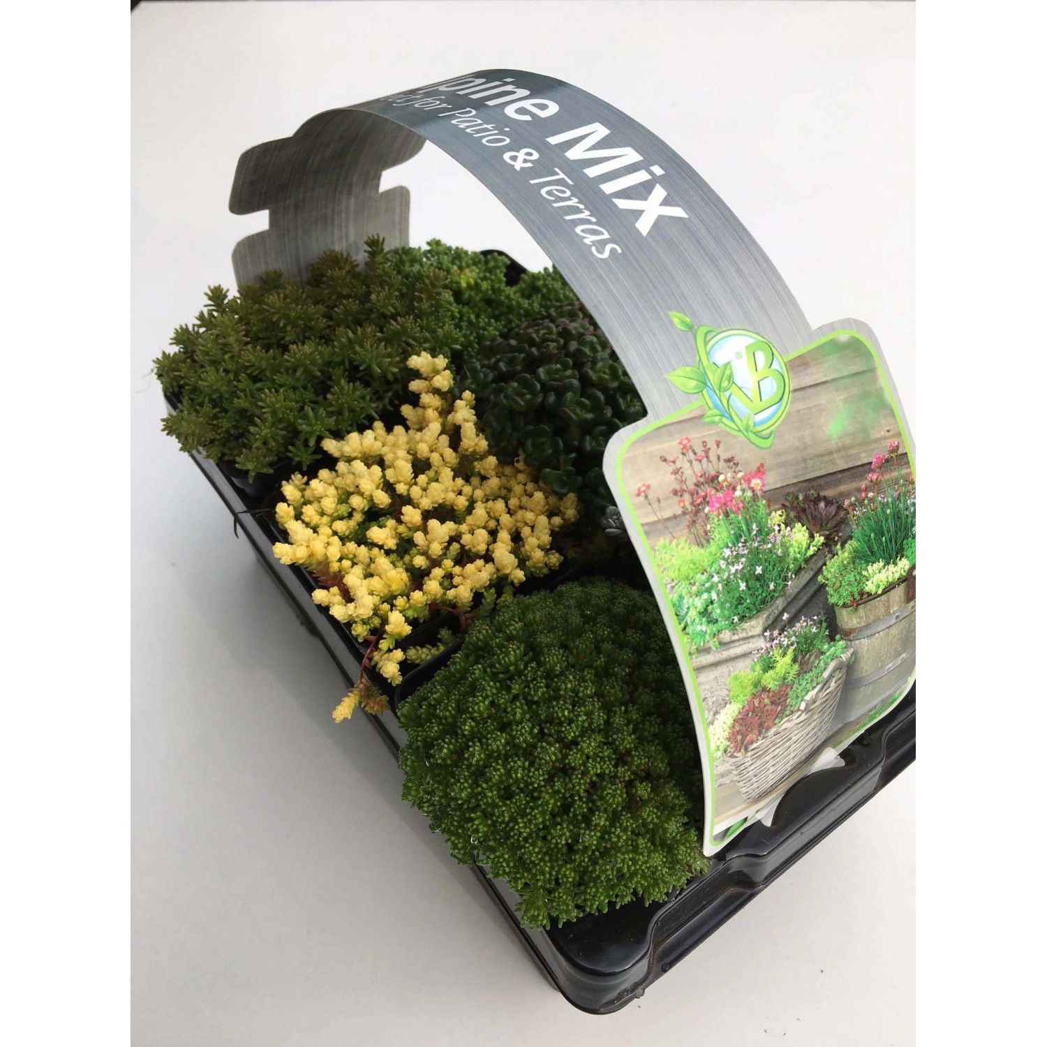 Dehner - Sementi Per Fiori, Fiori Di Mezzogiorno Miscela Di Prumenti, Confezione Da 5 (5 X 0,8 G - Foto 11