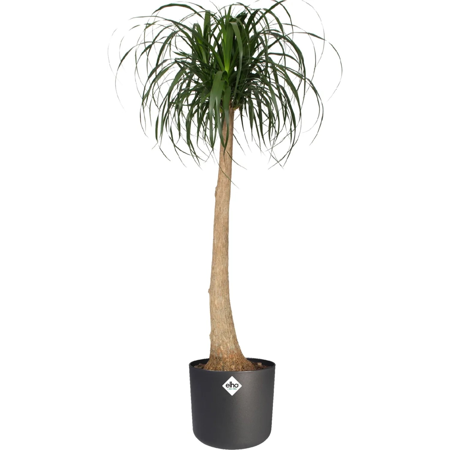 Vaso da fiori Elho rotondo antracite (Ø 16 cm) con pianta piede di elefante da interno.