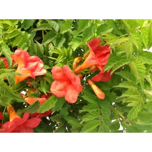 Bignonia con fiori rosso-arancio e foglie verdi.