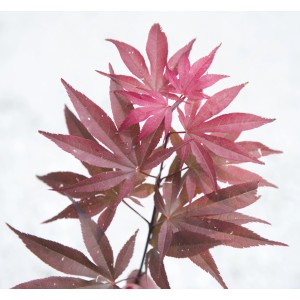 Primo piano di foglie di acero rosse della varietà Acero.