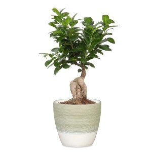 Scheurich vaso per piante 950 verde chiaro, Ø 16cm, con pianta. Vaso in ceramica per interni.