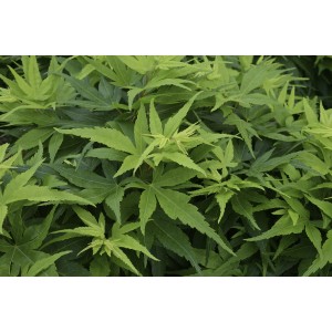 Arbusto verde t.b.t. con foglie delicate, ideale per il giardino.