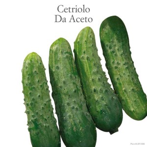 Cetrioli verdi sottaceto (Ortaggi da frutto) su sfondo bianco.