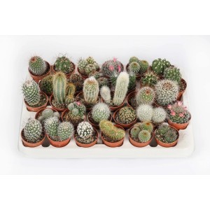 Molti piccoli cactus in vaso su un vassoio. Varietà di forme e dimensioni.