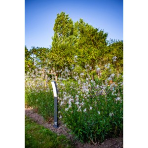 Lutec LED da vialetto Kira (74 cm) color antracite in giardino tra i fiori.