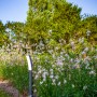Lutec LED da vialetto Kira (74 cm) color antracite in giardino tra i fiori.