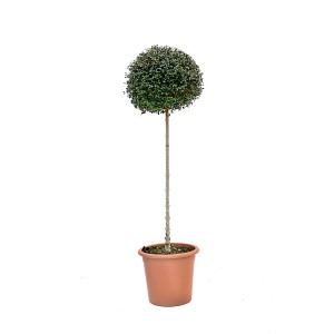 Ligustro come albero a palla in vaso, foglie verdi. Pianta ornamentale da giardino.