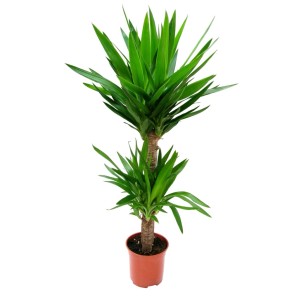 Yucca da interno in vaso, foglie verdi. Pianta decorativa per interni.