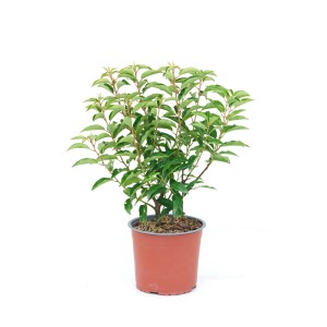 Lauroceraso portoghese Angustifolia in vaso da 3L, altezza circa 45cm.