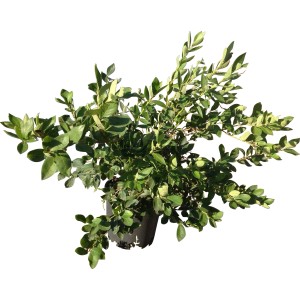 Primo piano di un arbusto verde di Mirtilli in vaso.