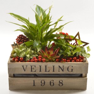 Composizione decorativa di piante da interno in scatola di legno con palline di Natale.