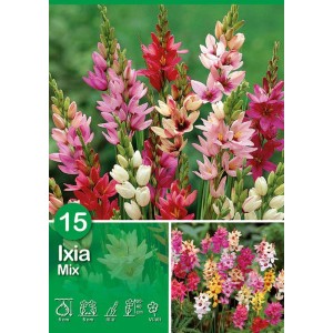 Ixia Mix: Mix colorato di bulbi estivi per aiuole e vasi.